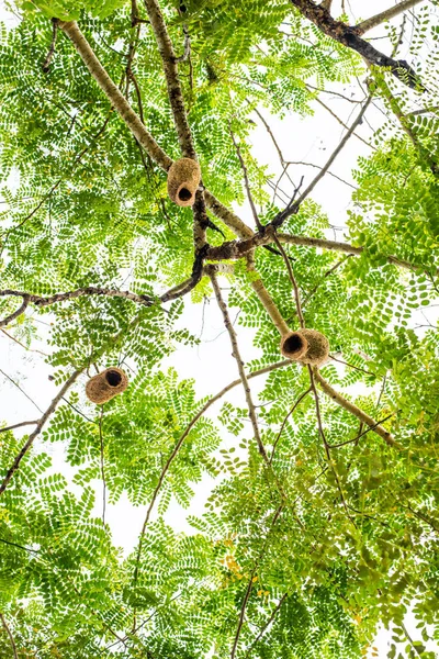 Görünüm ağaç Ricebird veya weaver kuş yuva arıyor