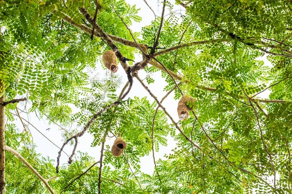 Melihat Pemandangan Ricebird Atau Sarang Burung Penenun Pohon — Stok Foto