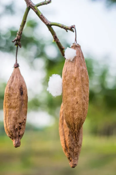 Kapok Boom Natuur Stockfoto