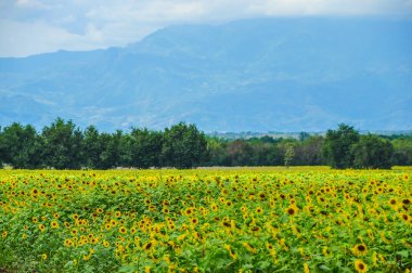 Tayland at dağ arka plan ayçiçeği ekimi