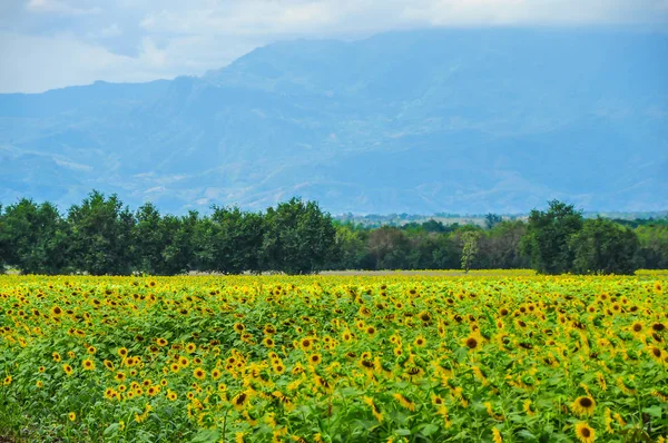 Tayland at dağ arka plan ayçiçeği ekimi