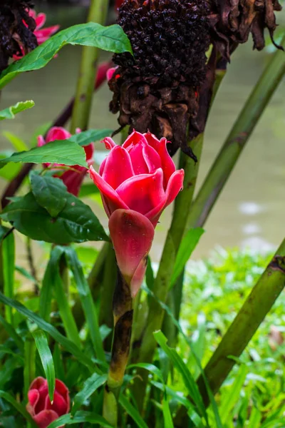 Natruail Kırmızı Etlingera Çiçek — Stok fotoğraf