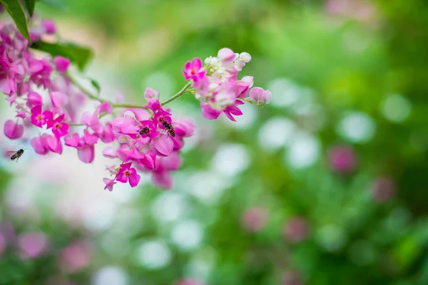 Hermosas Flores Rosadas Sobre Fondo Hierba Verde — Foto de Stock