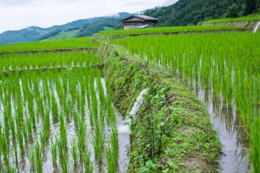 Paddy alan Mae-reçel Köyü, Chaingmai, Tayland üst manzaralı teraslı