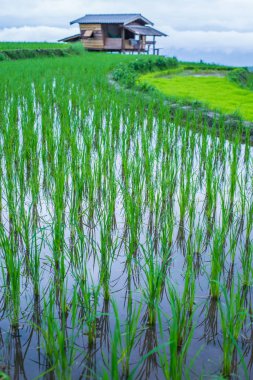Paddy alan Mae-reçel Köyü, Chaingmai, Tayland üst manzaralı teraslı