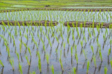Paddy alan Mae-reçel Köyü, Chaingmai, Tayland üst manzaralı teraslı