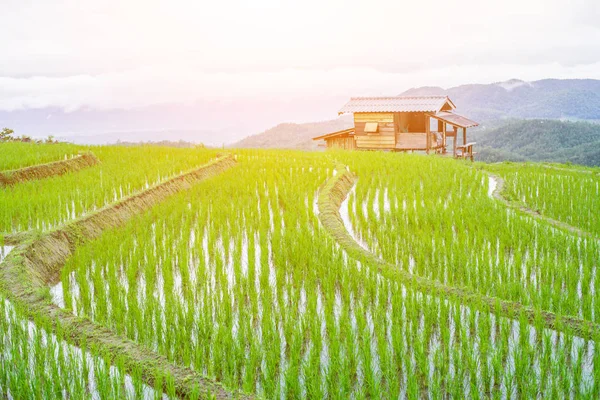 Top View Terrasserade Risfält Mae Jam Chaingmai Thailand — Stockfoto