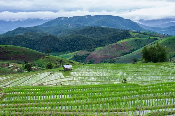 Top View Terrasserade Risfält Mae Jam Chaingmai Thailand — Stockfoto