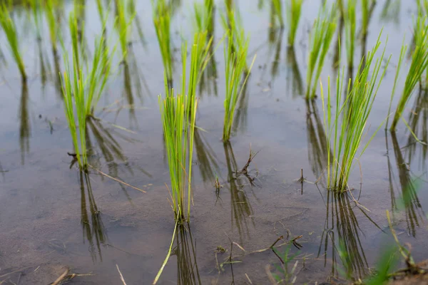 Bovenaanzicht Terrasvormige Sawa Mae Jam Dorp Chaingmai Thailand — Stockfoto