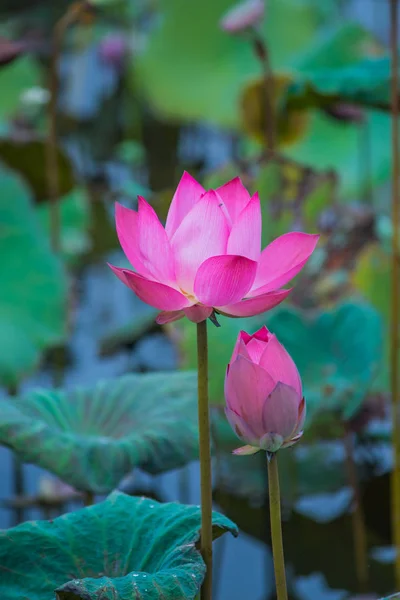Рожеві Квіти Лотоса Полі Ставка Природно — стокове фото