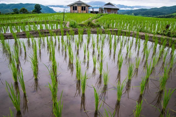 Top View Terracing Paddy Field Mae Jam Desa Chaingmai Thailand Stok Gambar