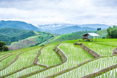 Mae-Jam Village, Chaingmai, Tayland 'daki Terraced Paddy Field
