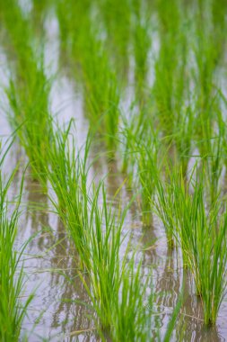 Mae-Jam Village, Chaingmai, Tayland 'daki Terraced Paddy Field