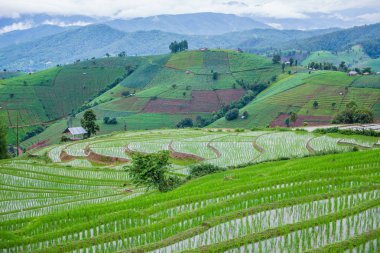 Mae-Jam Village, Chaingmai, Tayland 'daki Terraced Paddy Field
