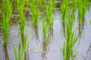 Mae-Jam Village, Chaingmai, Tayland 'daki Terraced Paddy Field