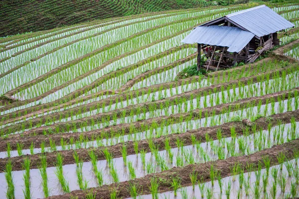 Visa Terrasserade Paddy Field Mae Jam Village Chaingmai Thailand — Stockfoto