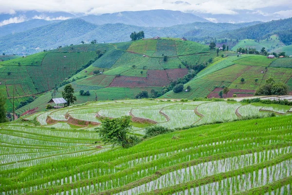 Visa Terrasserade Paddy Field Mae Jam Village Chaingmai Thailand — Stockfoto