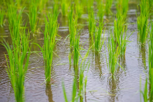 View Terraed Paddy Field Mae Jam Village Chaingmai Thailand — 스톡 사진