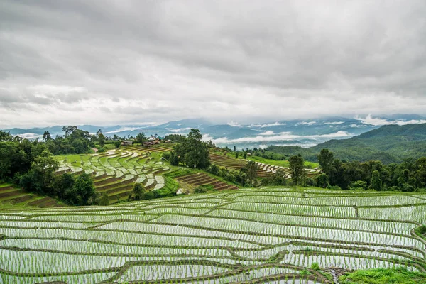 Visa Terrasserade Paddy Field Mae Jam Village Chaingmai Thailand — Stockfoto