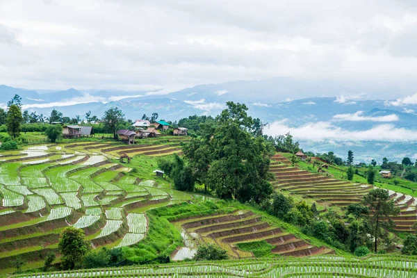 Mae-Jam Village, Chaingmai, Tayland 'daki Terraced Paddy Field
