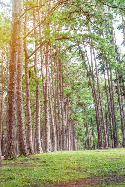 Pine trees plantation (suanson-boekaew) in Chiang Mai, Thailand