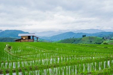 Mae-Jam Village, Chaingmai, Tayland 'daki Terraced Paddy Field