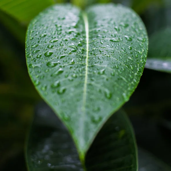 Close Foglia Verde Con Sfondo Chiaro Naturale Foto Stock