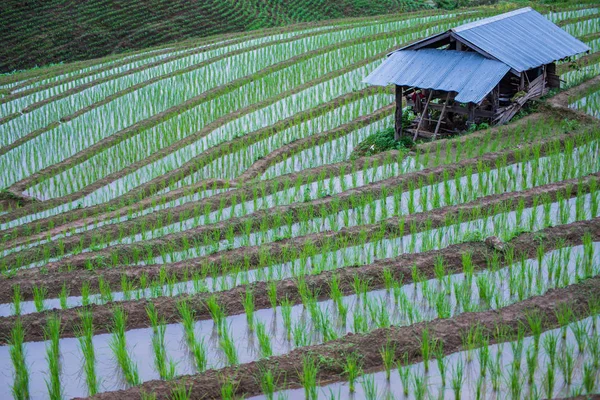 Visa Terrasserade Paddy Field Mae Jam Village Chaingmai Thailand — Stockfoto