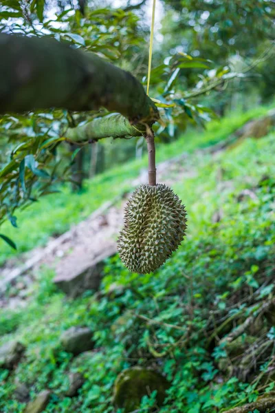 Albero Durian Frutto Durian Fresco Albero — Foto Stock