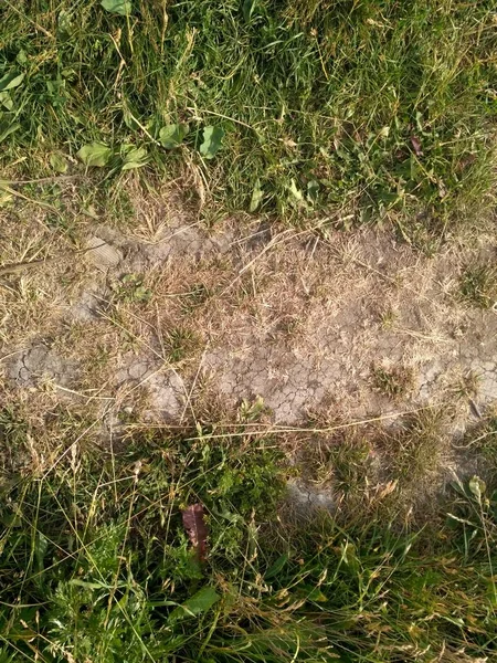 Yeşil ve sarı çim. Earth arka plan 