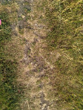 Yeşil ve sarı yaz çimen. Earth arka plan 