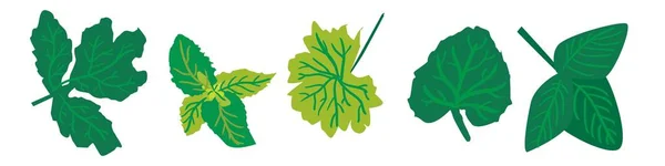 Leaves vector illustration set for your design. — Stock Vector