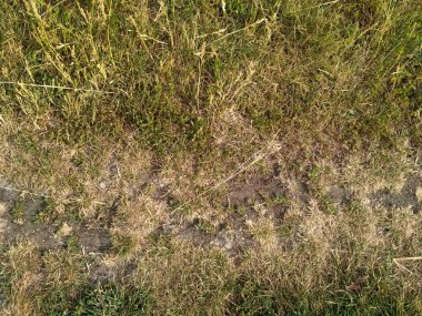 Yeşil ve sarı çim. Earth arka plan 