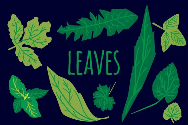 Leaves vector illustration set for your design. — Stock Vector