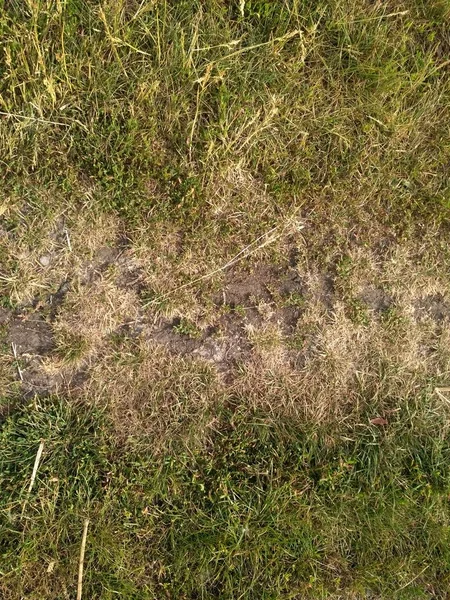 Yeşil ve sarı çim. Earth arka plan 