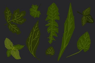 Yaprakları Tasarımlarınız için ayarla illüstrasyon vektör.