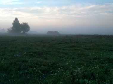 Yeşil çim. Sabah alan gündoğumu