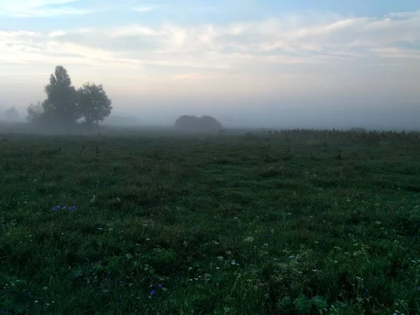 Grünes Gras. Morgenfeld bei Sonnenaufgang — Stockfoto