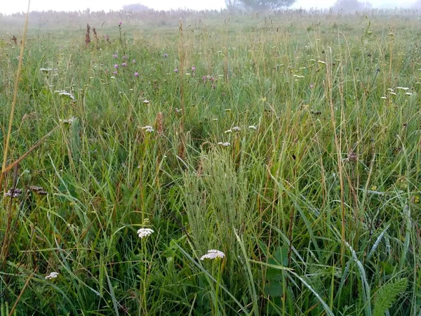 Grünes Gras. Morgenfeld bei Sonnenaufgang — Stockfoto