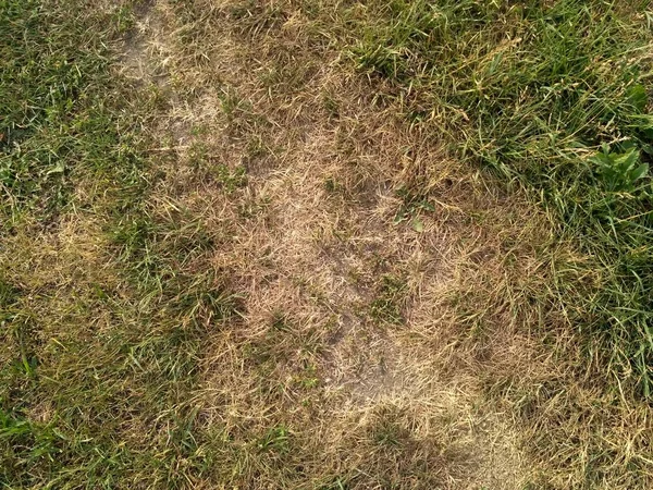 Yeşil ve sarı çim. Earth arka plan 