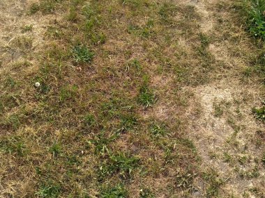 Yeşil ve sarı çim. Earth arka plan 