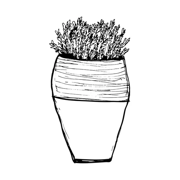 Plantas ilustraciones. Objeto dibujado a mano — Archivo Imágenes Vectoriales