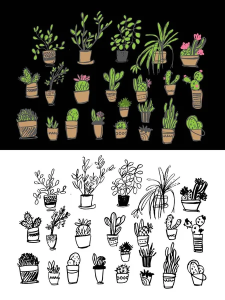 Kaktus große Set Illustration. Pflanzen für Ihr Design — Stockvektor