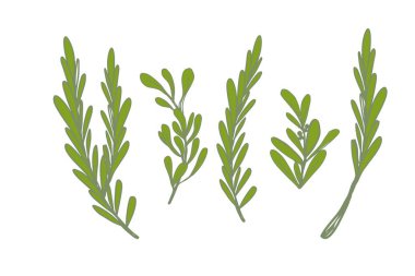 Tasarımınız için zeytin dalı. Tasarımınız için el çizilmiş