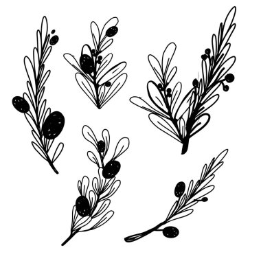 Tasarımınız için zeytin dalı. Tasarımınız için el çizilmiş