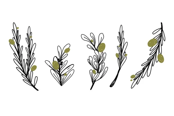 Branche d'olivier pour votre design. Dessiné à la main pour votre design — Image vectorielle