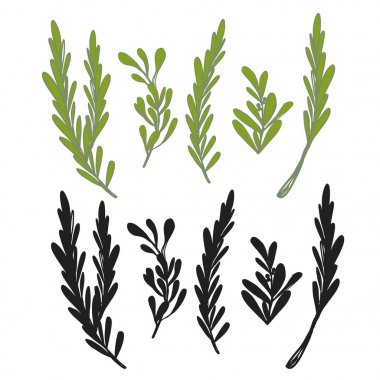 Tasarımınız için zeytin dalı. Tasarımınız için el çizilmiş