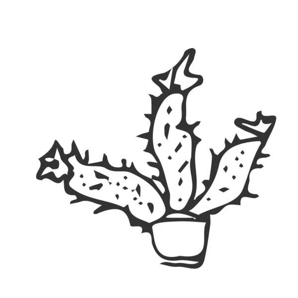 Ilustración Cactus Para Diseño Plantas Dibujadas Mano — Archivo Imágenes Vectoriales