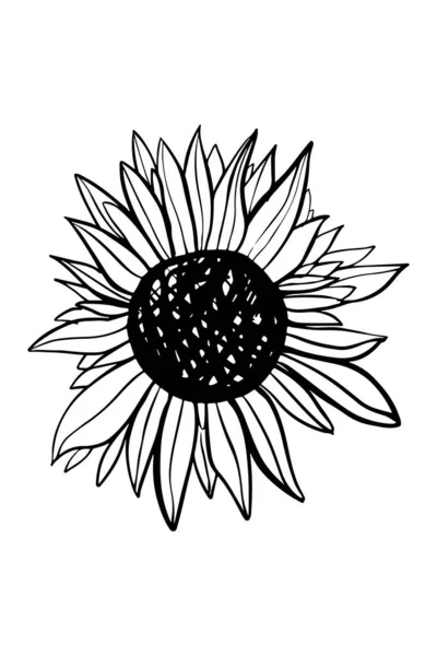 Illustration Tournesol Dessinée Main Monogramme — Image vectorielle