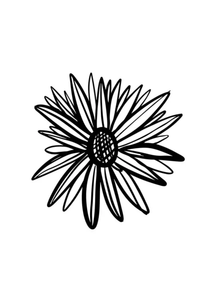 Illustration Tournesol Dessinée Main Monogramme — Image vectorielle